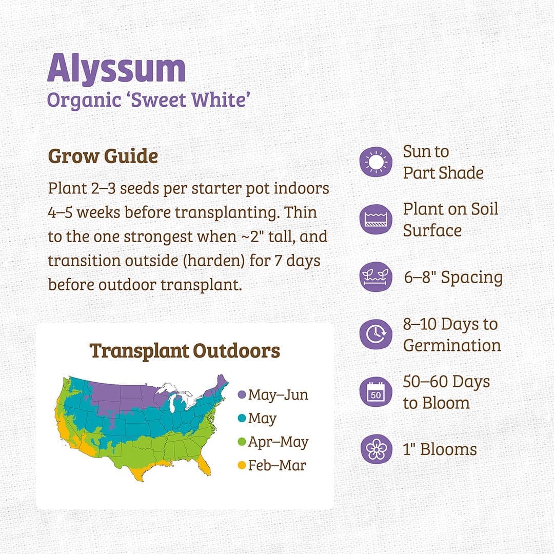 Organic Alyssum Seeds — 'Sweet White' - Image 3