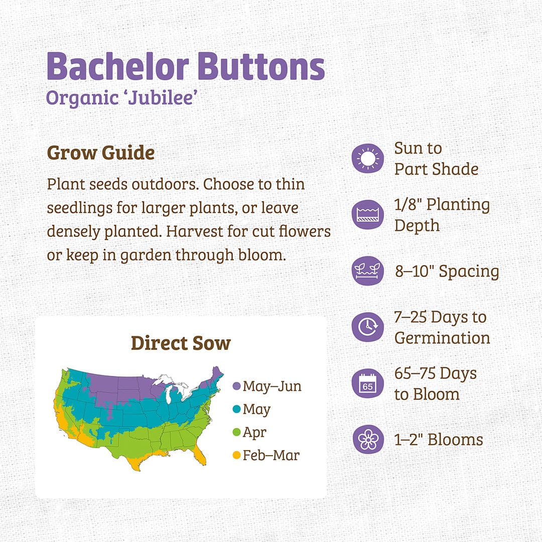 Organic Bachelor Buttons Seeds — 'Jubilee' - Image 3