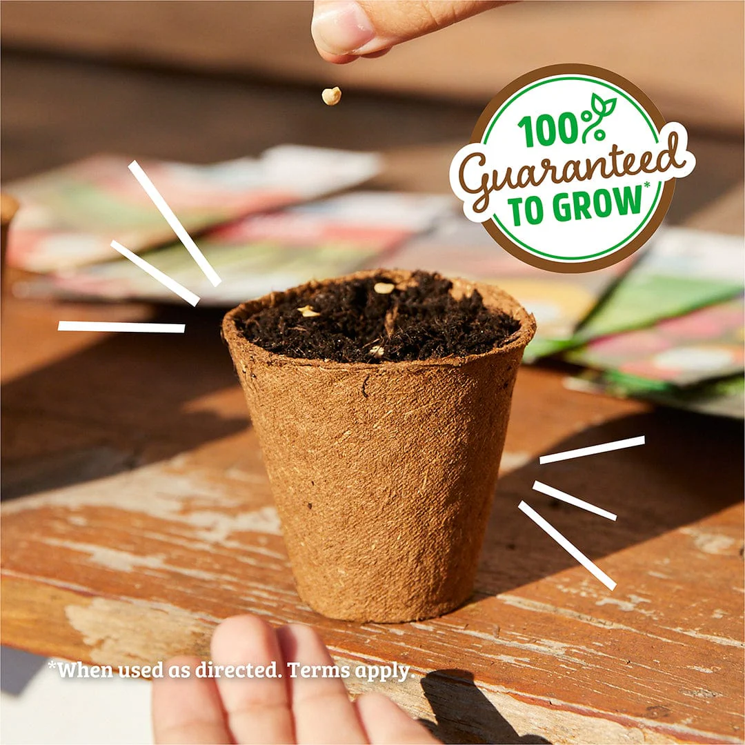 Organic Basil Seeds — 'Genovese' - Image 6