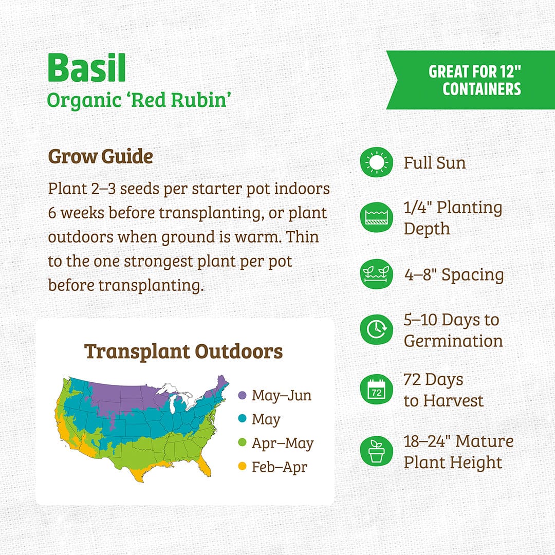 Organic Basil Seeds — 'Red Rubin' - Image 3
