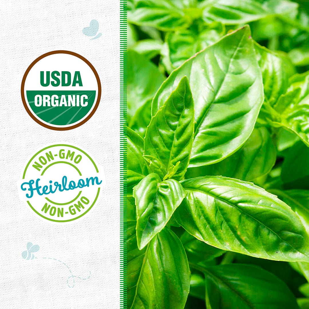 Organic Basil Seeds — 'Sweet' - Image 2