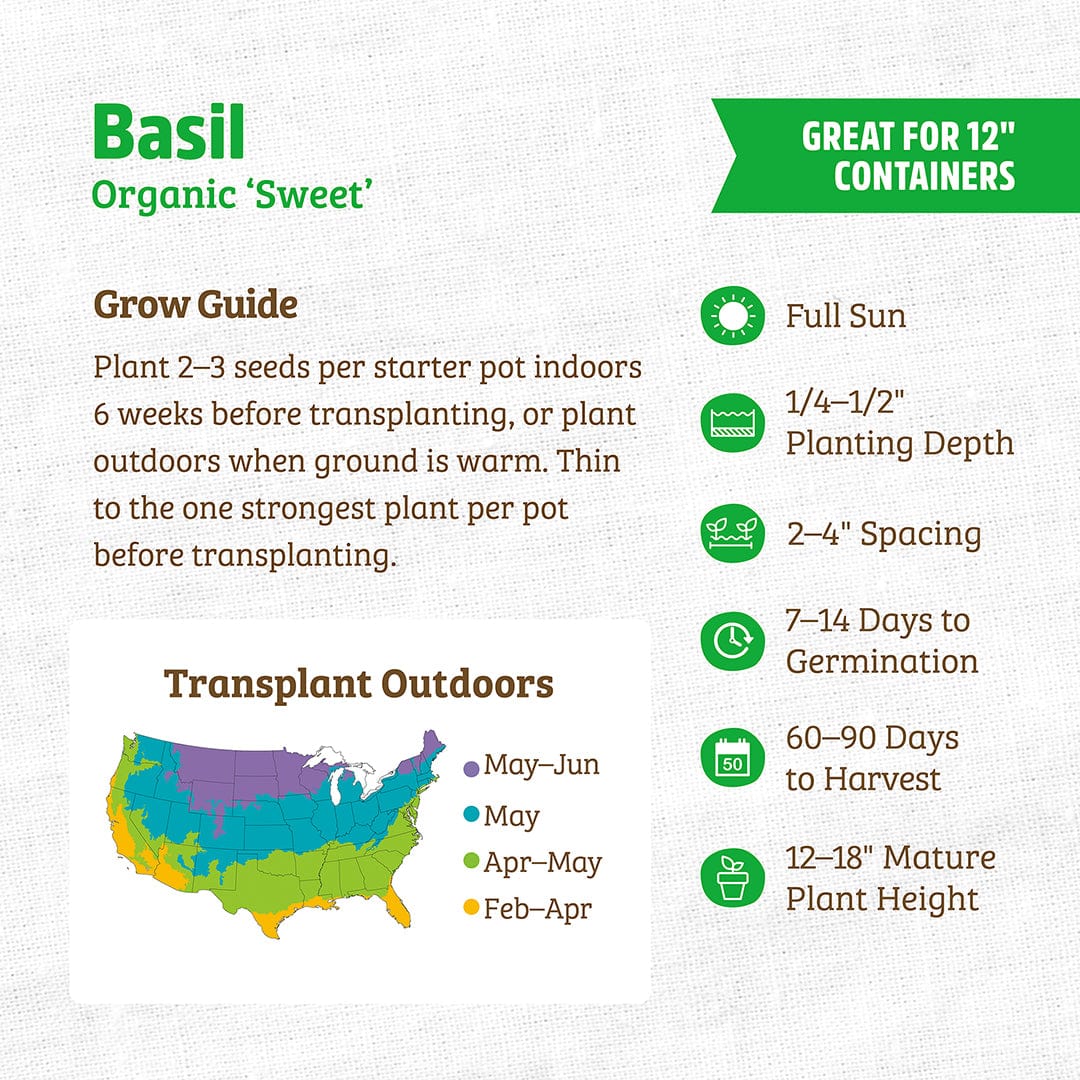 Organic Basil Seeds — 'Sweet' - Image 3