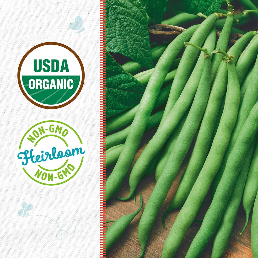 Organic Bean Seeds — 'Blue Lake Bush Green' - Image 2