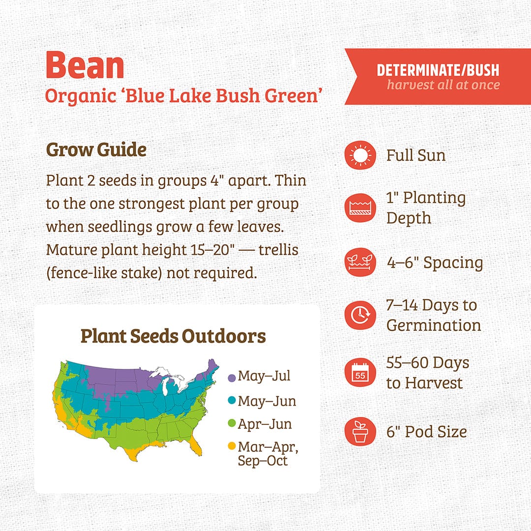 Organic Bean Seeds — 'Blue Lake Bush Green' - Image 3