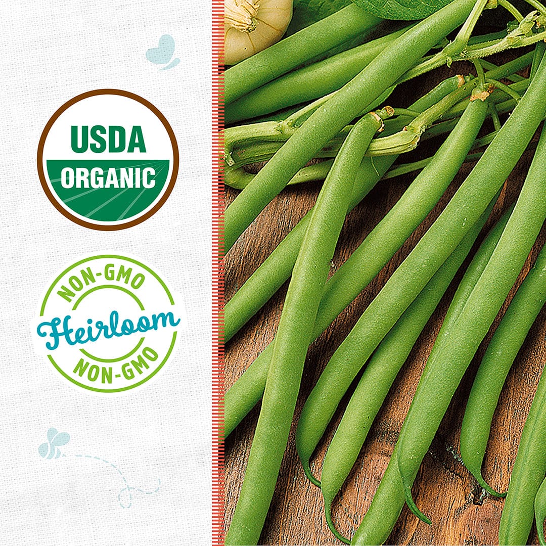 Organic Bean Seeds — 'Kentucky Wonder Pole Green' - Image 2