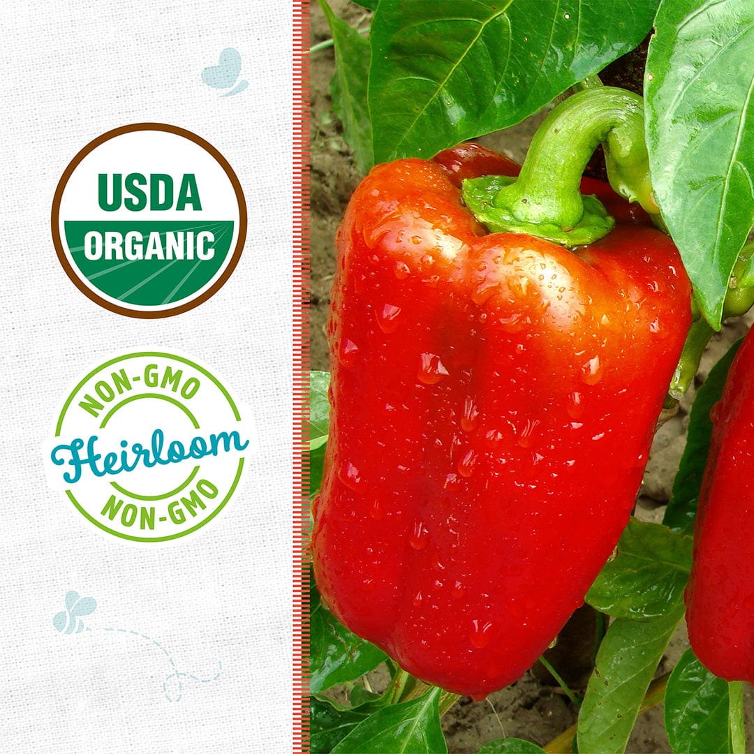 Organic Bell Pepper Seeds — 'Sweet Cal Wonder' - Image 2