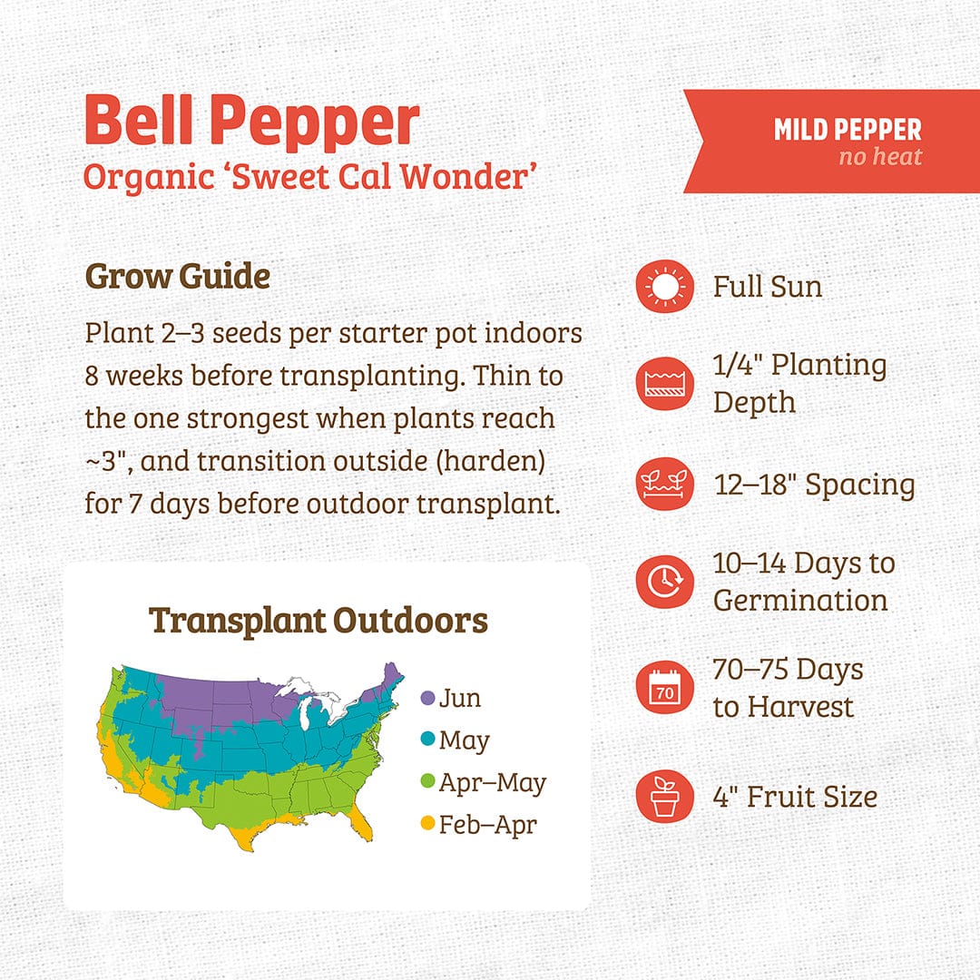 Organic Bell Pepper Seeds — 'Sweet Cal Wonder' - Image 3
