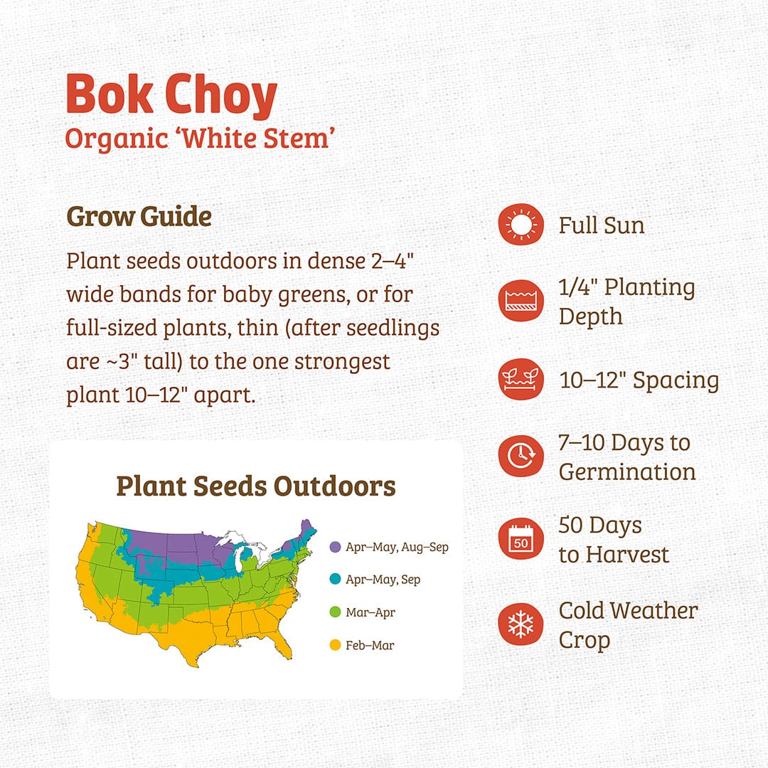 Organic Bok Choy Seeds — 'White Stem' - Image 3