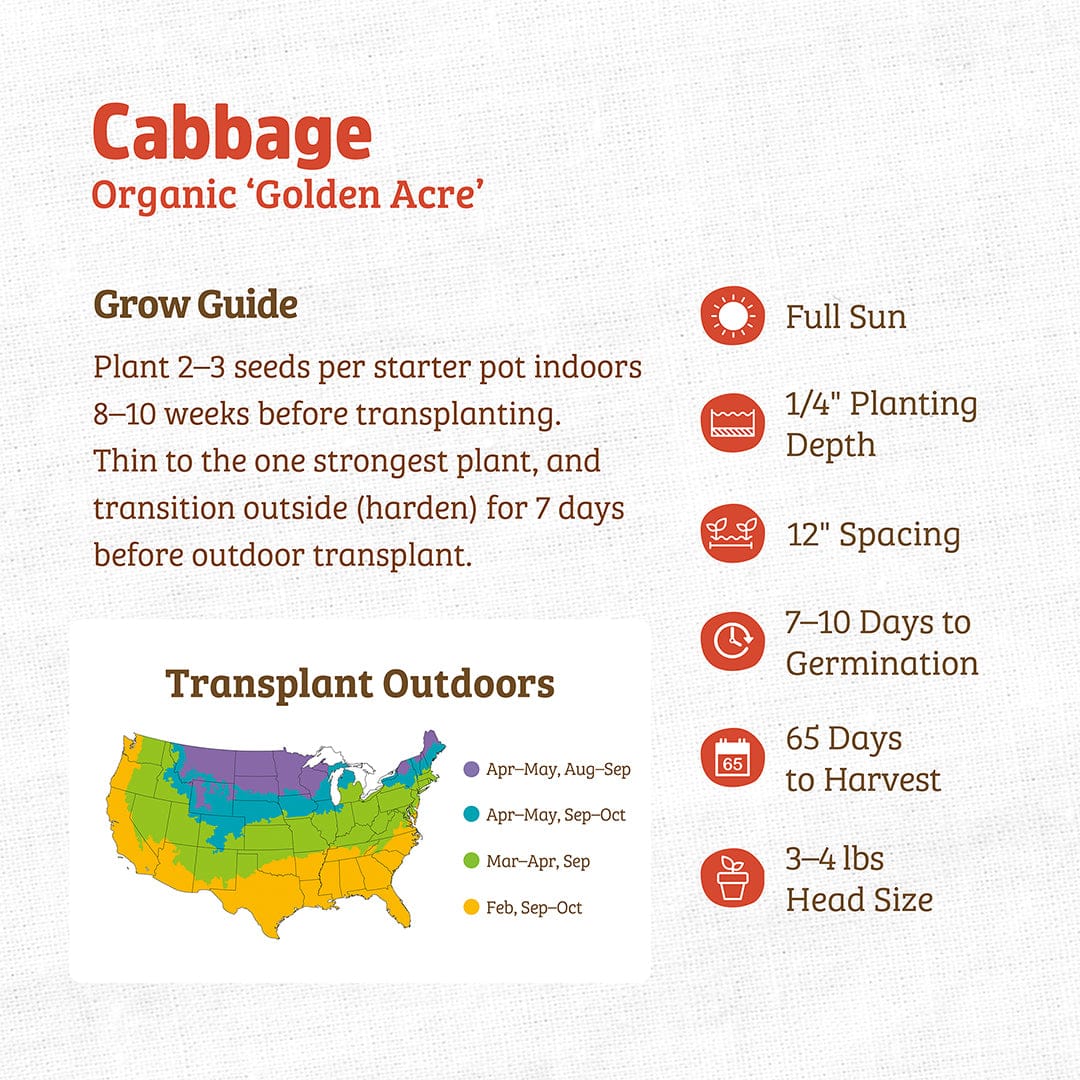 Organic Cabbage Seeds — 'Golden Acre' - Image 3