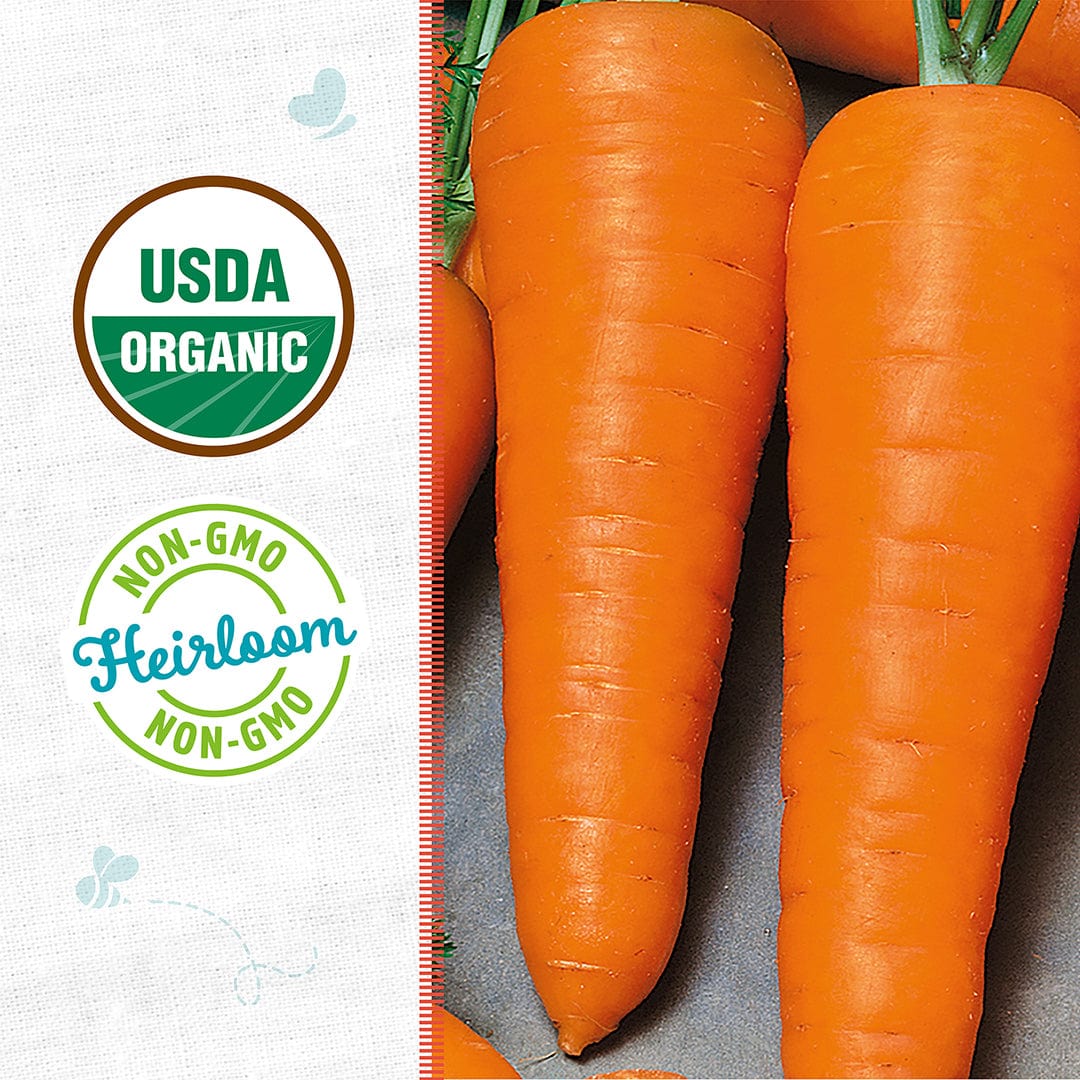 Organic Carrot Seeds — 'Chantenay Red Cored' - Image 2