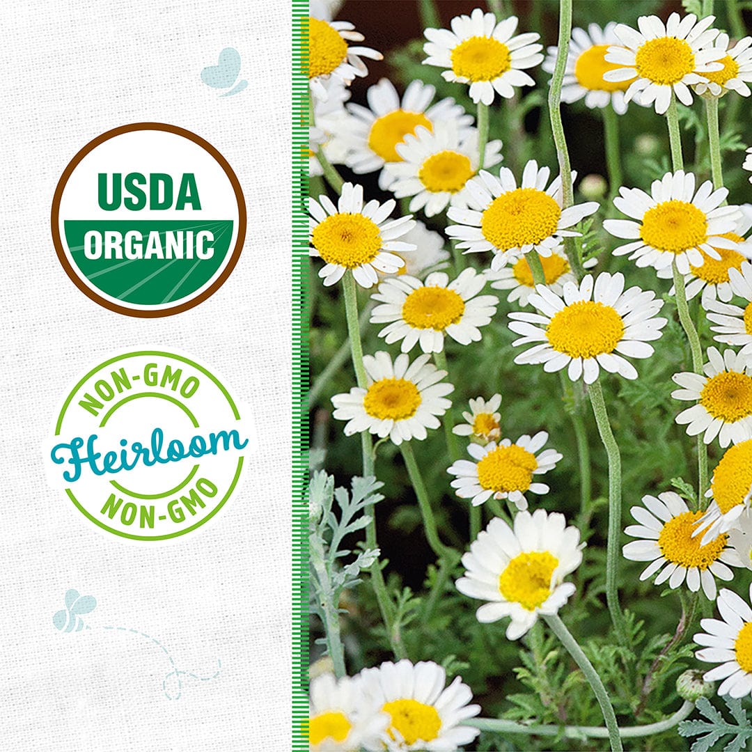 Organic Chamomile Seeds — 'German' - Image 2