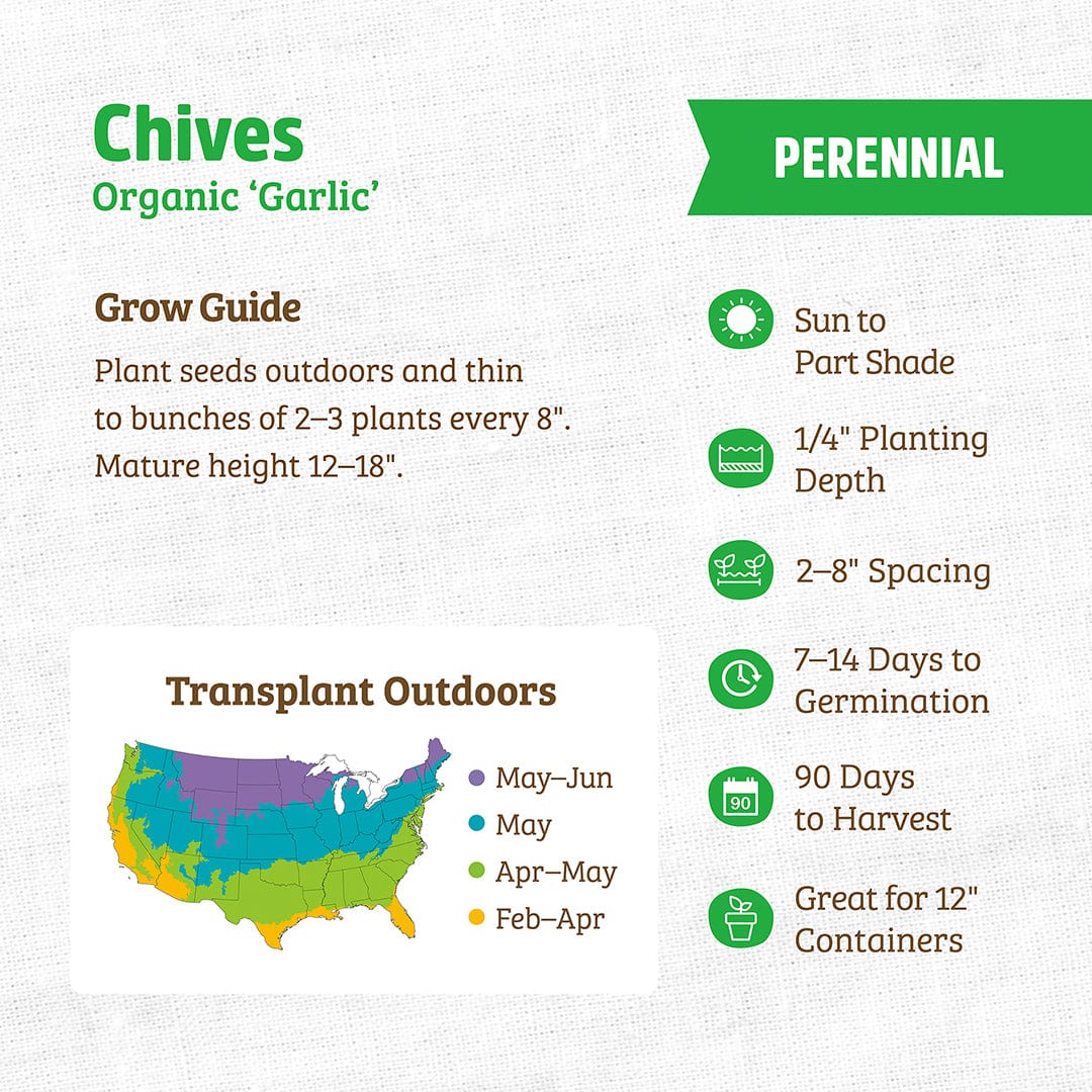 Organic Chives Seeds — 'Garlic' - Image 3