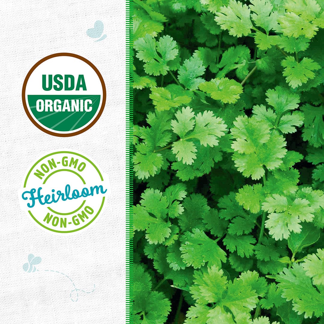 Organic Cilantro Seeds — 'Slow Bolting' - Image 2