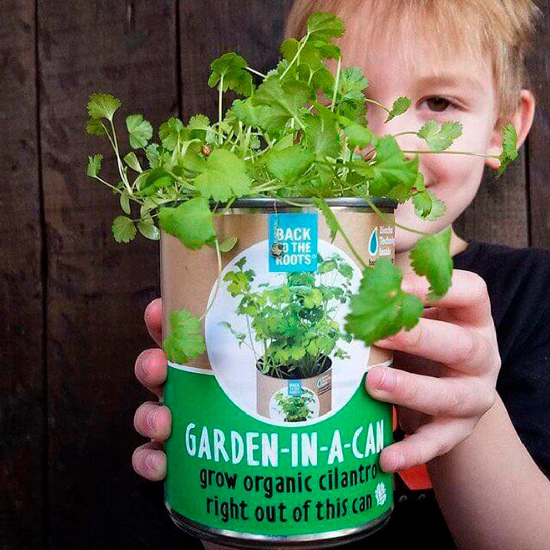 6 Pack of Pre-Grown Cilantro, Dill, Oregano Live Seedlings - Image 5