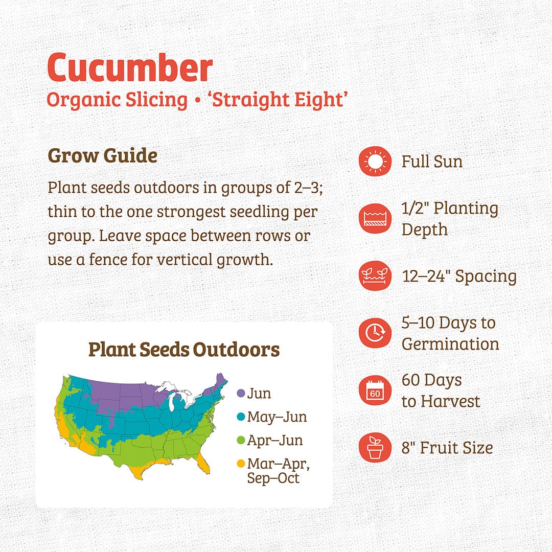 Organic Cucumber Seeds — 'Slicing • Straight Eight' - Image 3