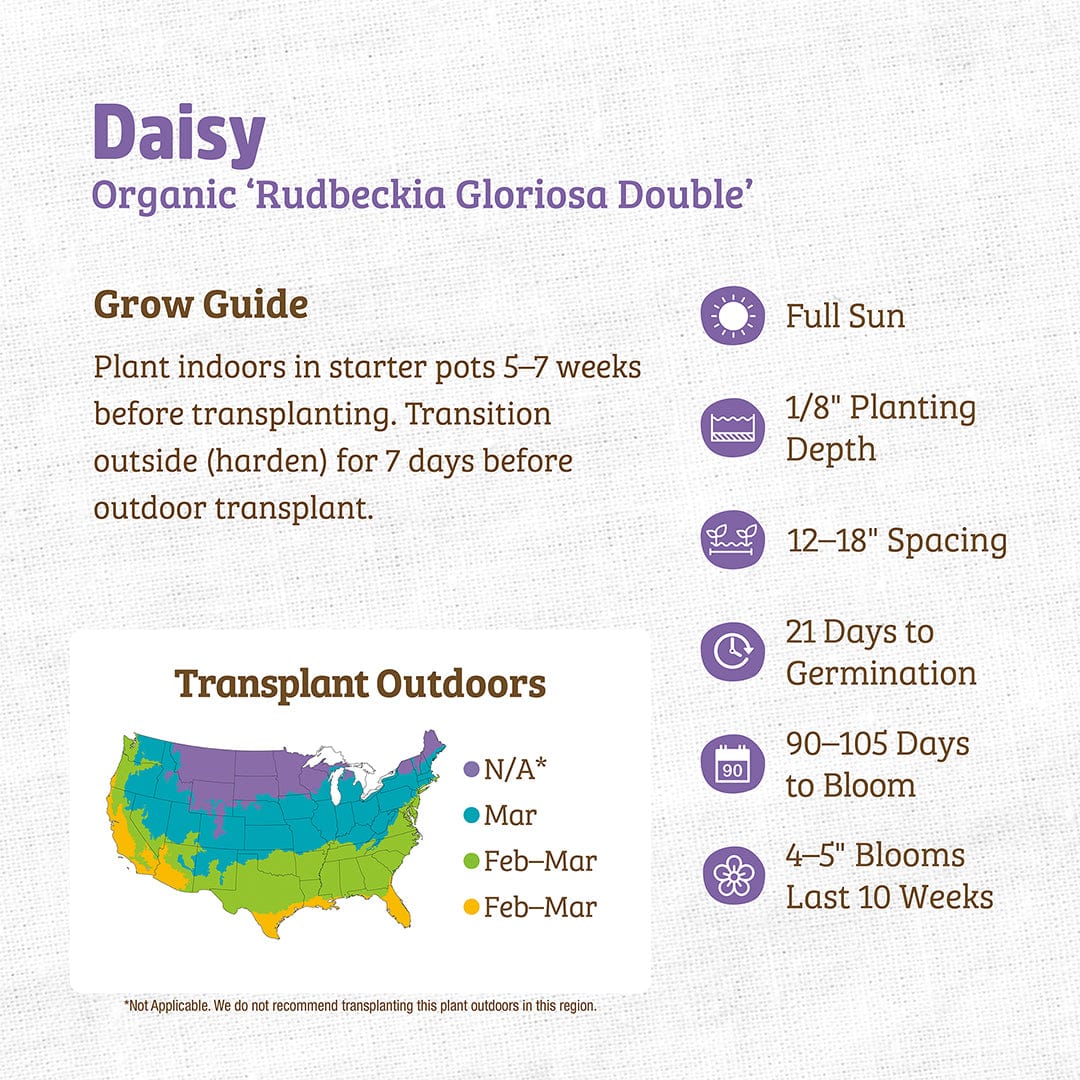 Organic Daisy Seeds — 'Rudbeckia Gloriosa Double' - Image 3