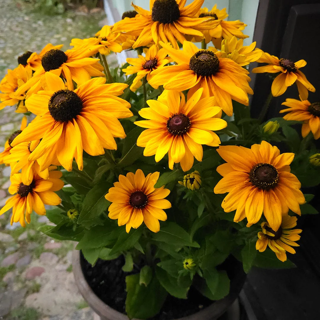 Organic Daisy Seeds — 'Rudbeckia Gloriosa Double' - Image 7