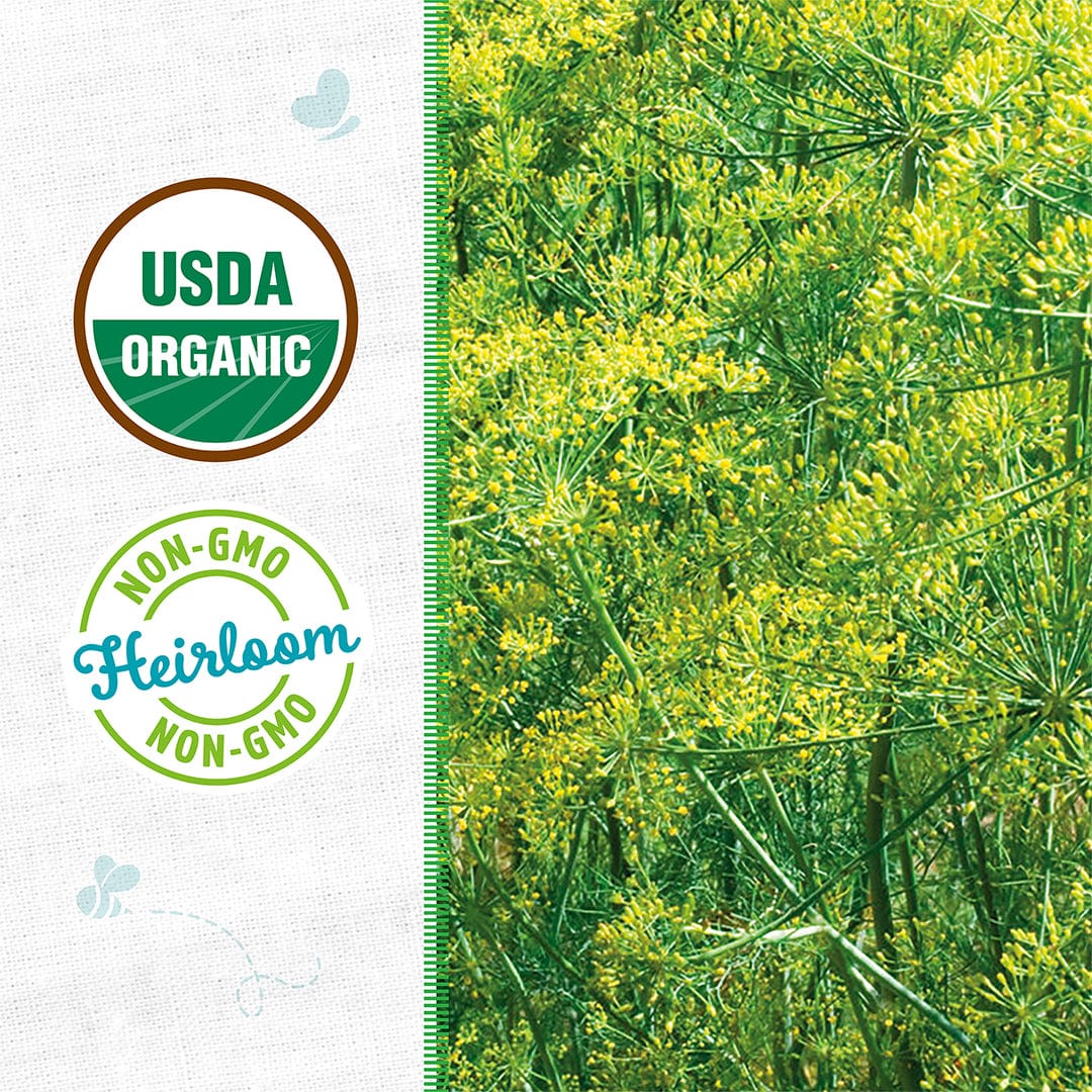 Organic Dill Seeds — 'Mammoth' - Image 2