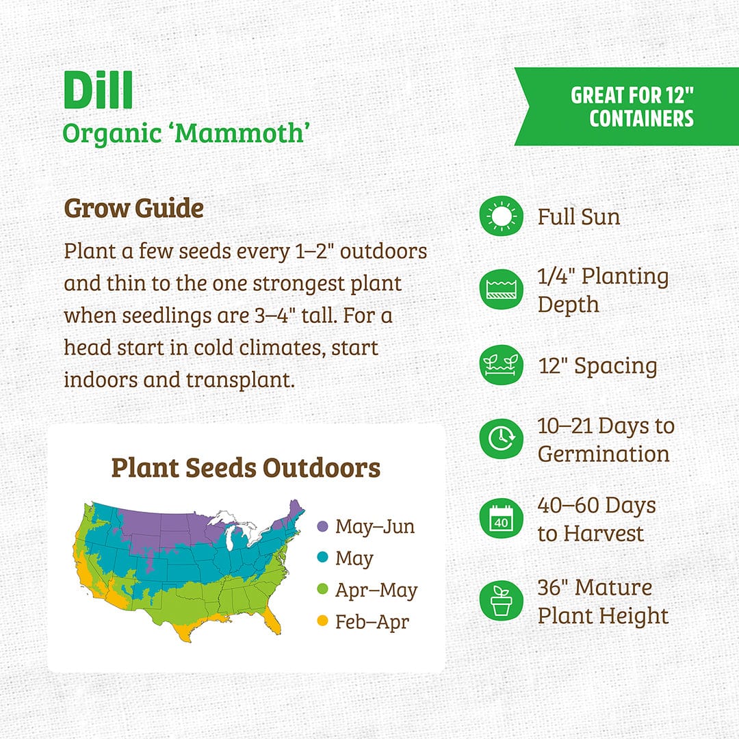 Organic Dill Seeds — 'Mammoth' - Image 3
