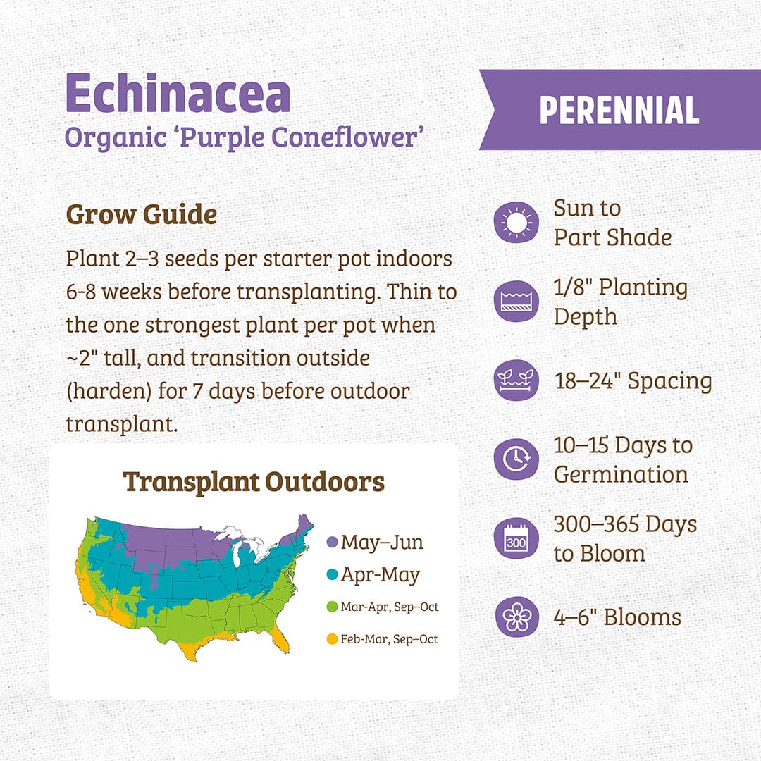 Organic Echinacea Seeds — 'Purple Coneflower' - Image 3