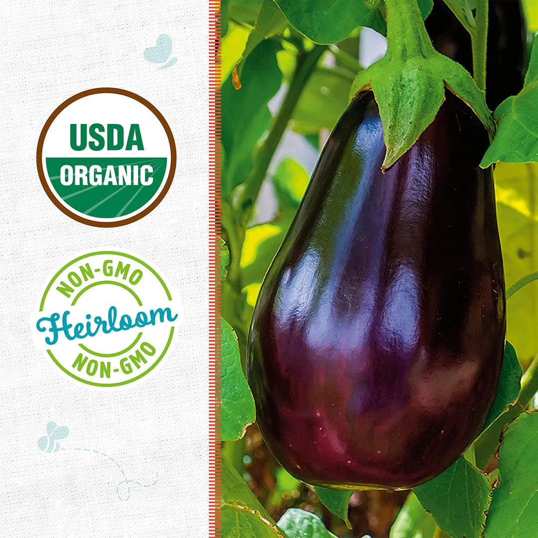 Organic Eggplant Seeds — 'Black Beauty' - Image 2