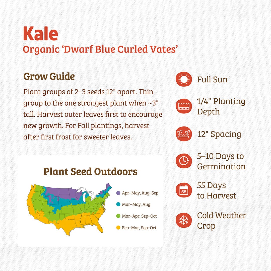 Organic Kale Seeds — 'Dwarf Blue Curled Vates' - Image 3
