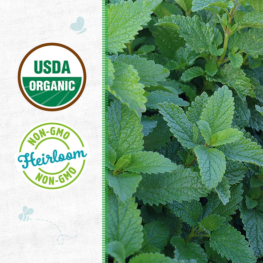 Organic Lemon Balm Seeds - Image 2