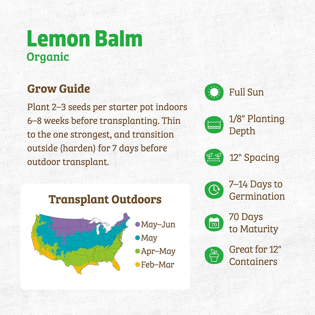 Organic Lemon Balm Seeds - Image 3