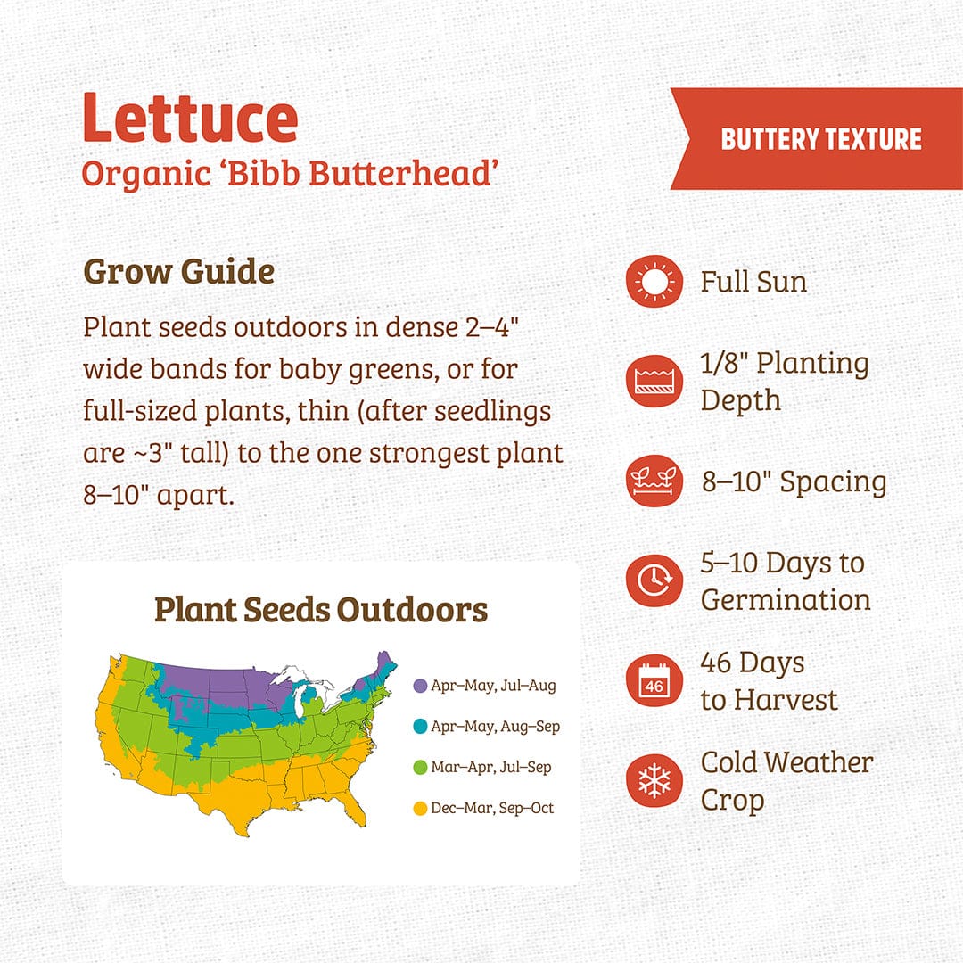 Organic Lettuce Seeds — 'Bibb Butterhead' - Image 3