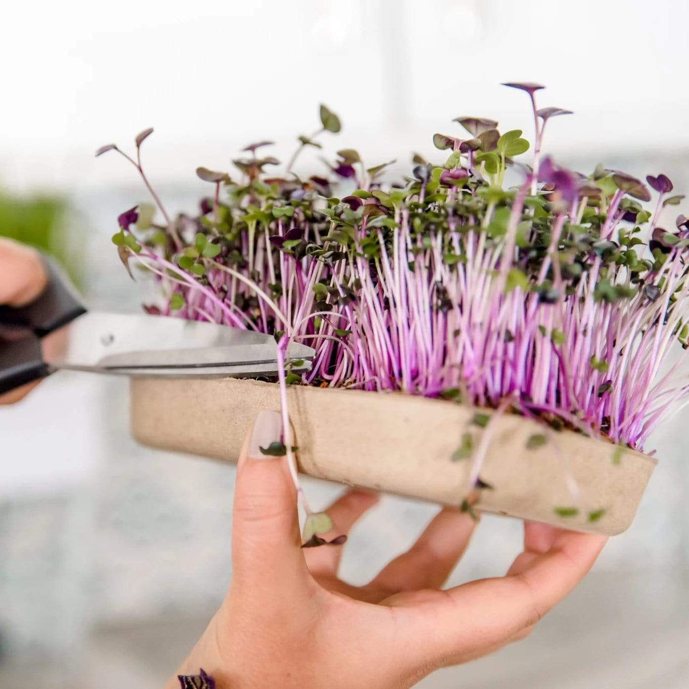 Organic Microgreens Kit, Variety 3-Pack 🌱 - Image 4