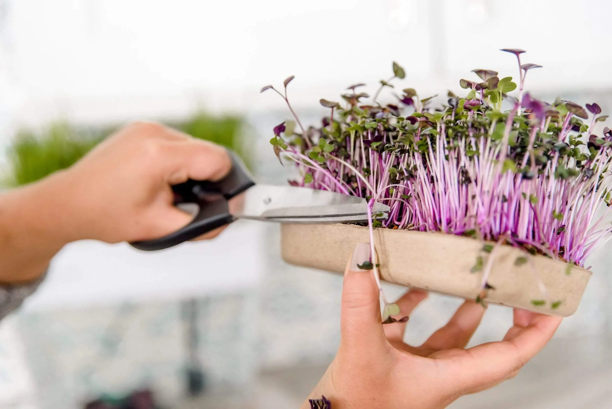 Microgreens Grow Kit (3-Pack) with Ceramic Planter - Image 4