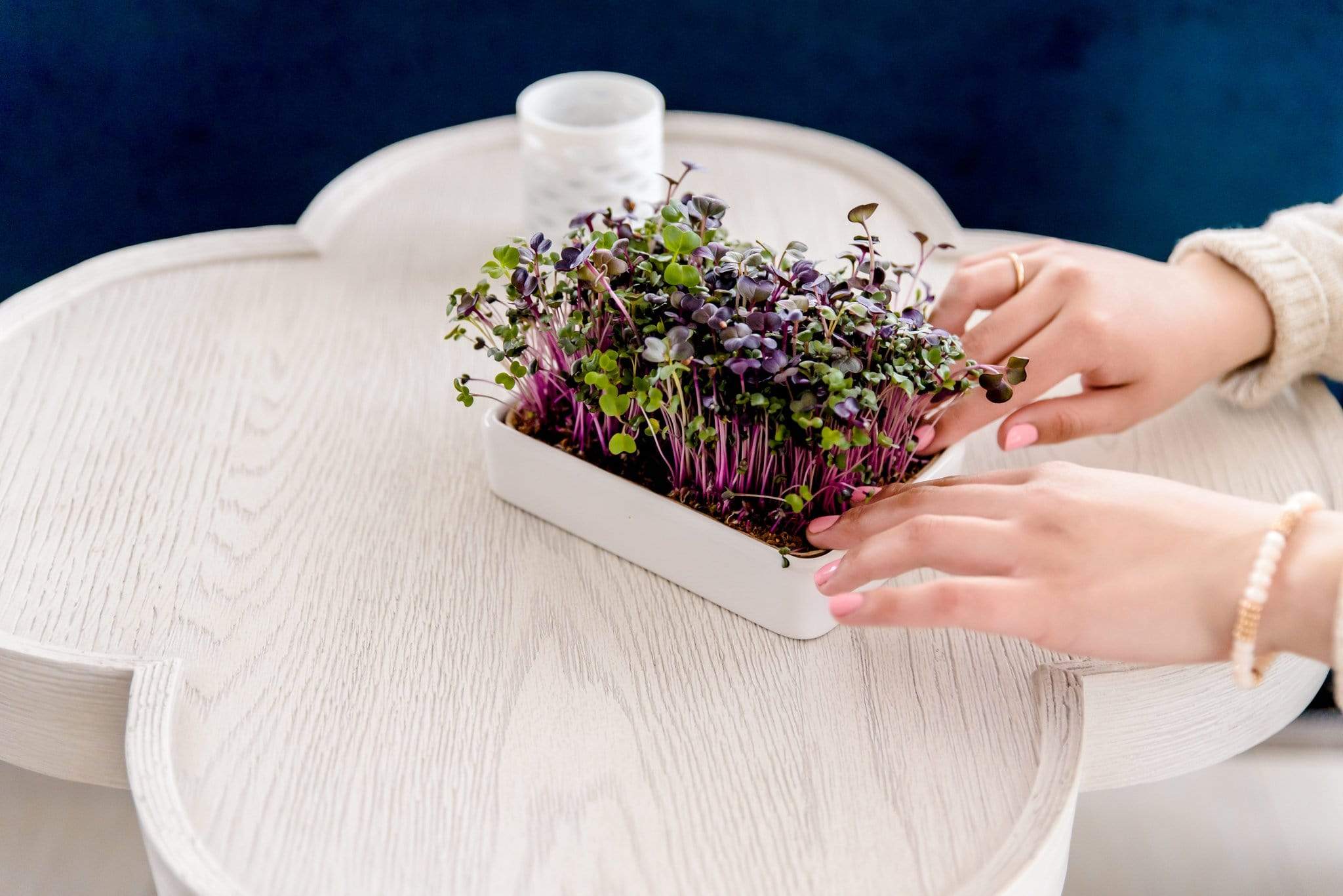Microgreens Grow Kit (3-Pack) with Ceramic Planter - Image 5