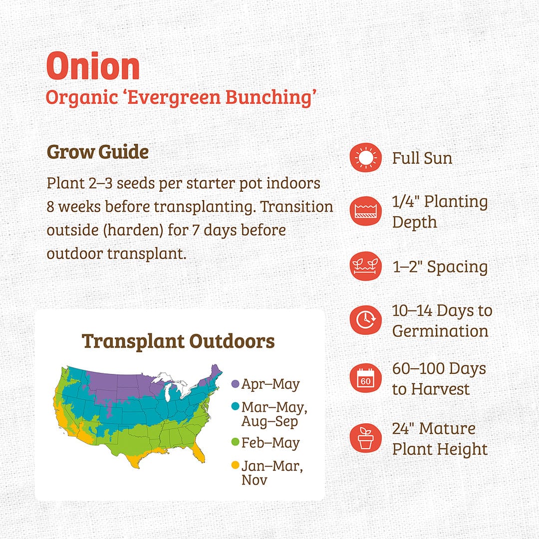 Organic Onion Seeds — 'Evergreen Bunching' - Image 3