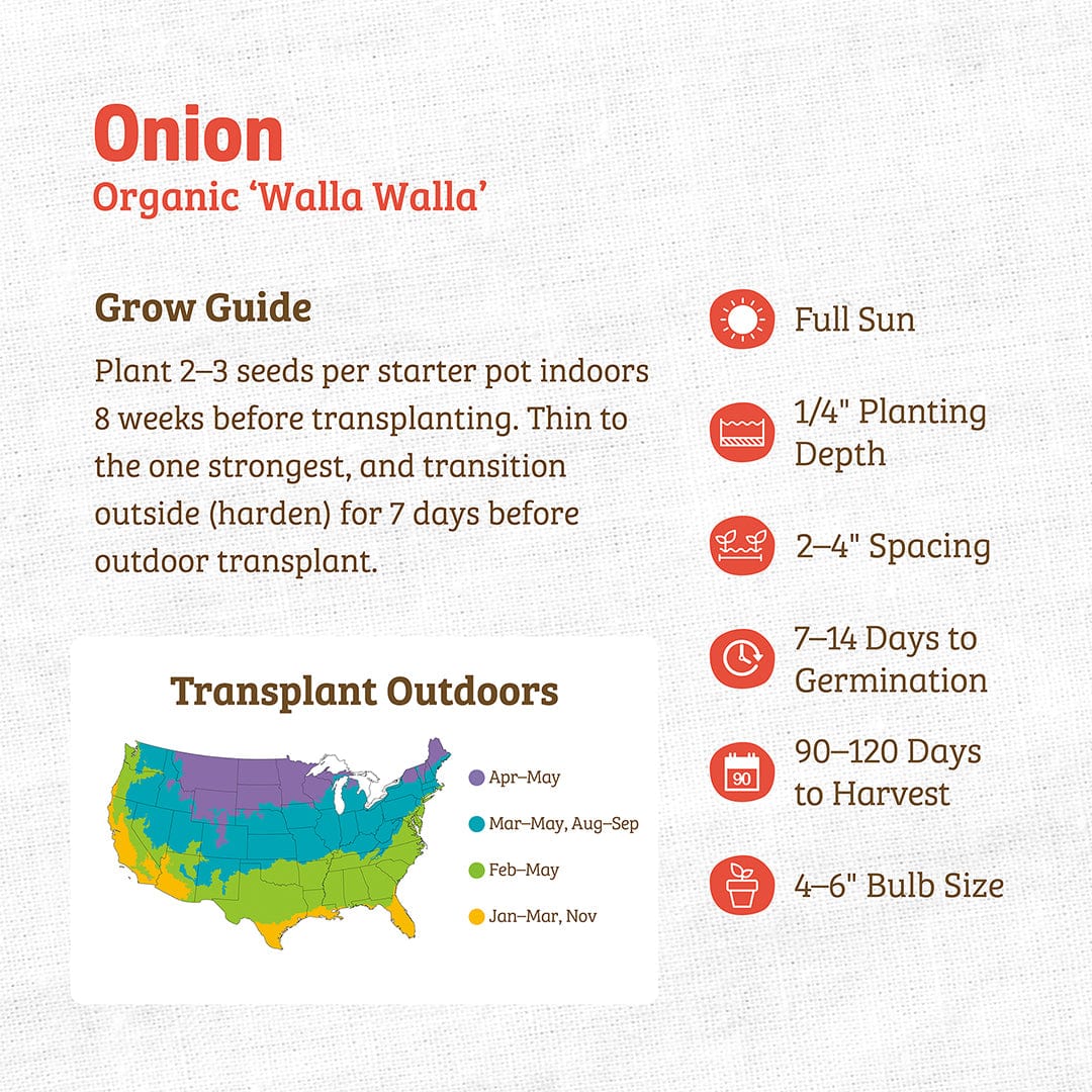 Organic Onion Seeds — 'Walla Walla' - Image 3