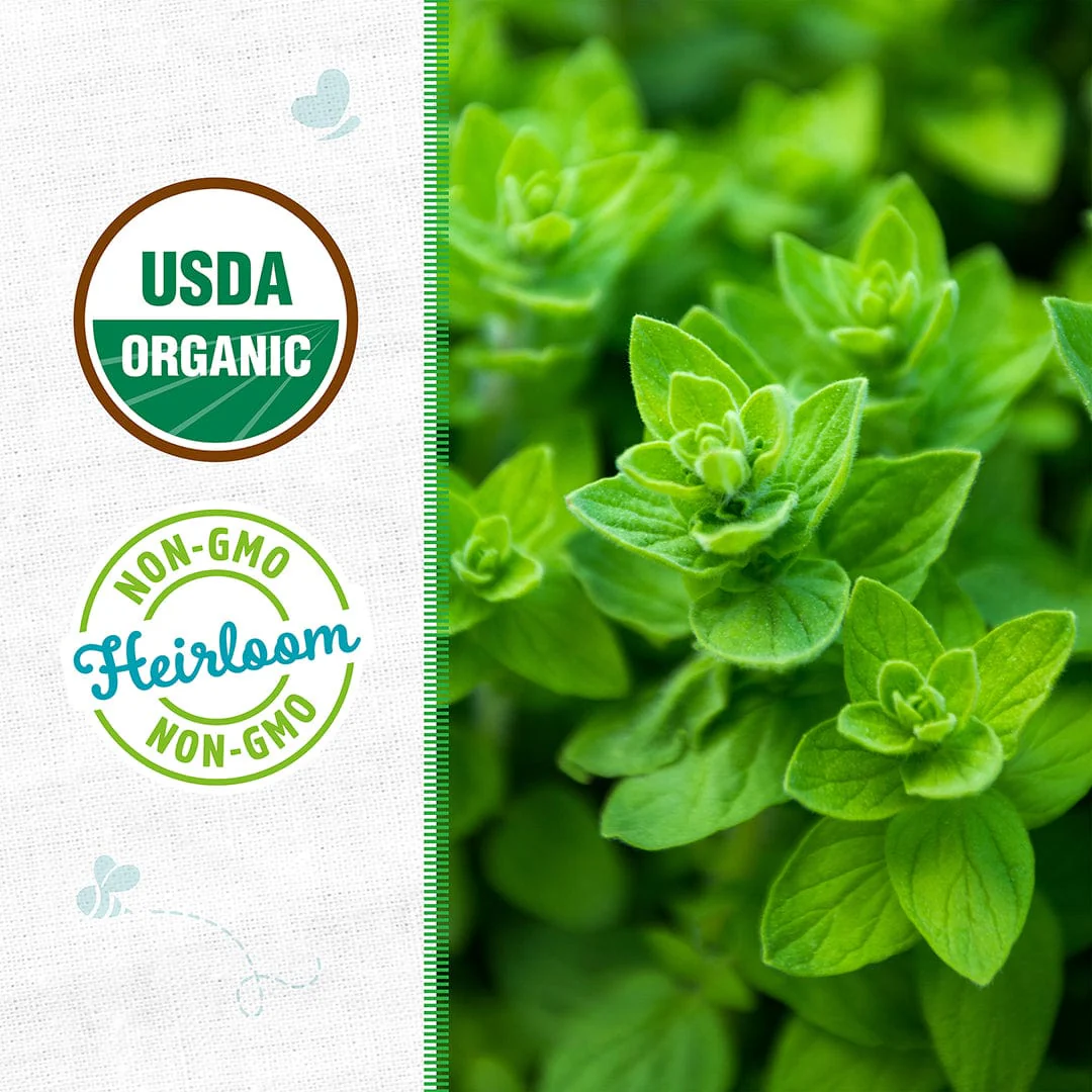 Organic Oregano Seeds — 'Italian' - Image 2