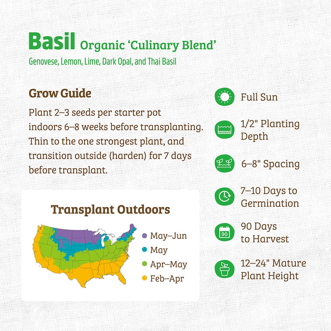 Organic Basil Seeds — 'Culinary Blend' - Image 3