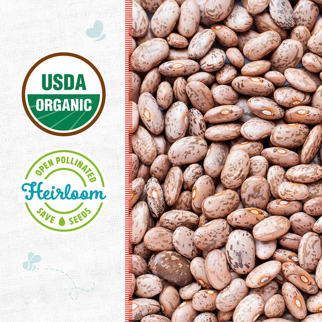 Organic Bean Seeds — 'Pinto' - Image 2