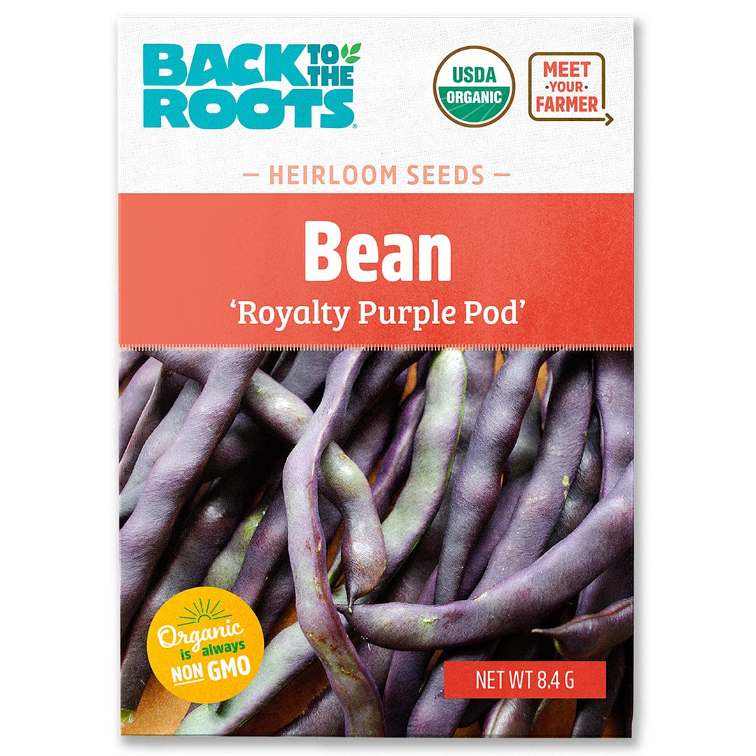 Organic Bean Seeds — 'Royalty Purple Pod'
