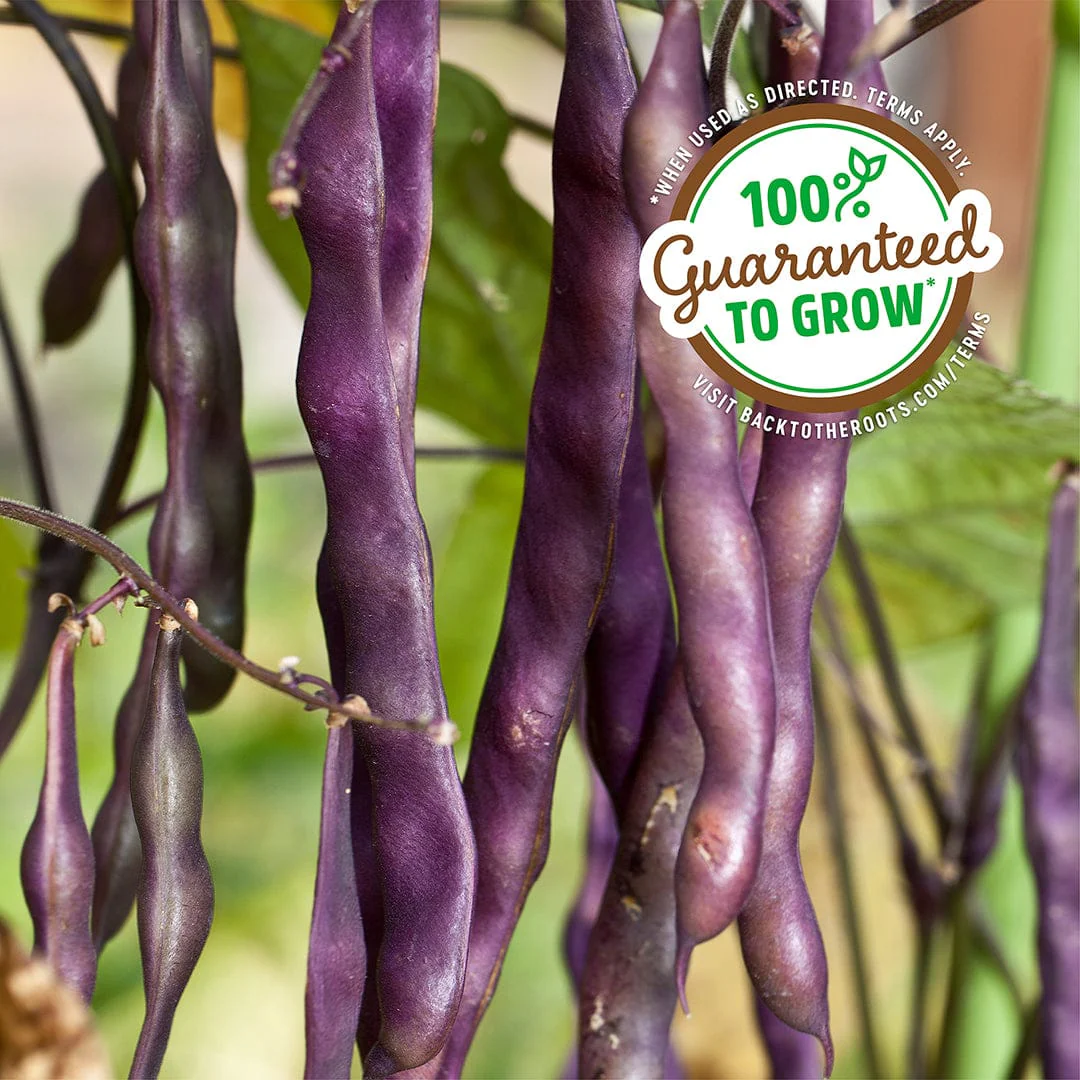 Organic Bean Seeds — 'Royalty Purple Pod' - Image 5
