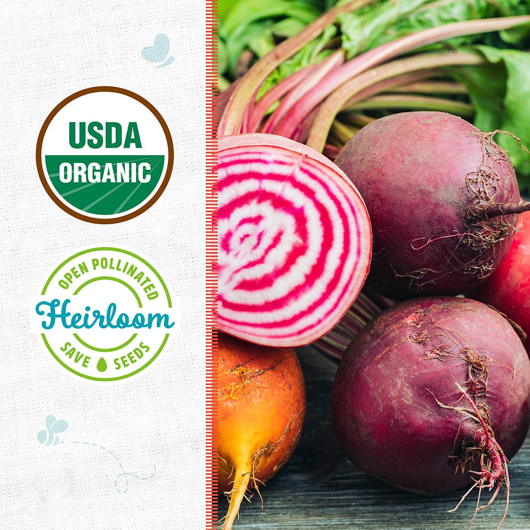 Organic Beet Seeds — 'Chioggia' - Image 2