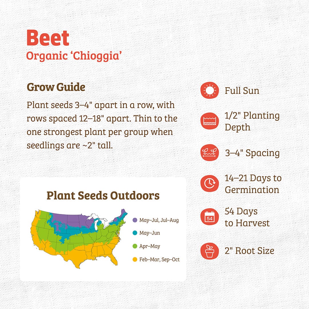 Organic Beet Seeds — 'Chioggia' - Image 3
