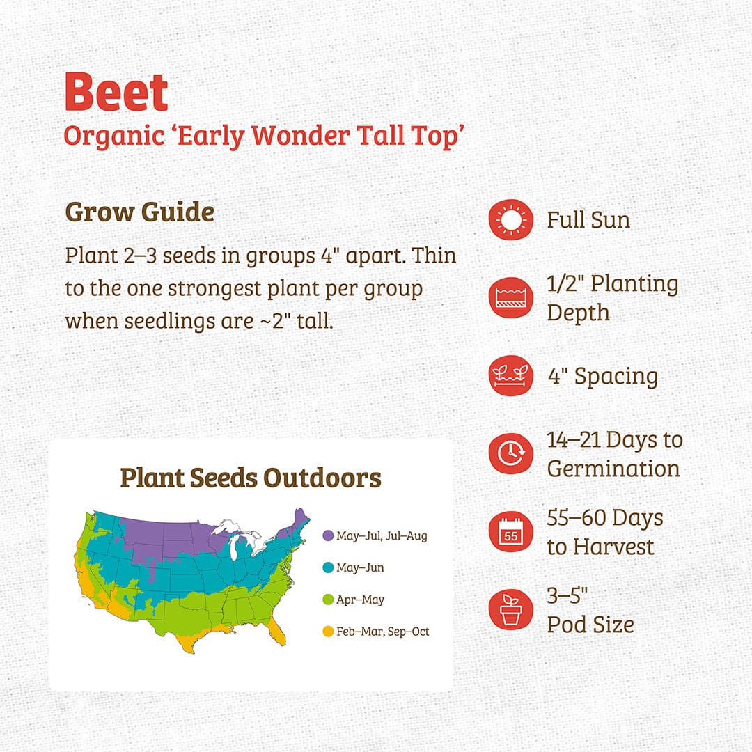 Organic Beet Seeds — 'Early Wonder Tall Top' - Image 3