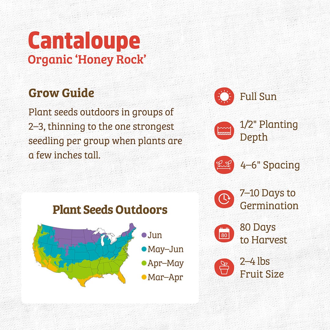 Organic Cantaloupe Seeds — 'Honey Rock' - Image 3