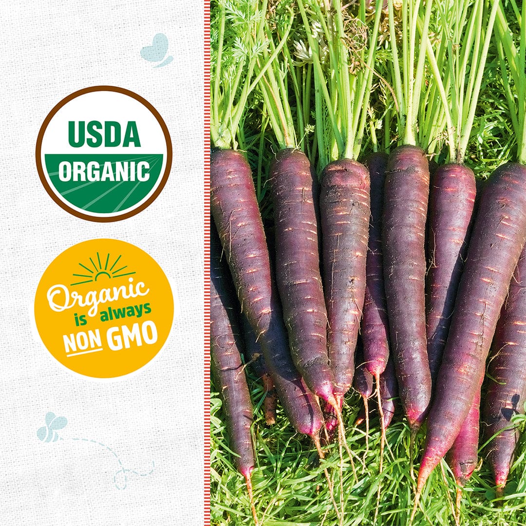 Organic Carrot Seeds — 'Purple Dragon' - Image 2