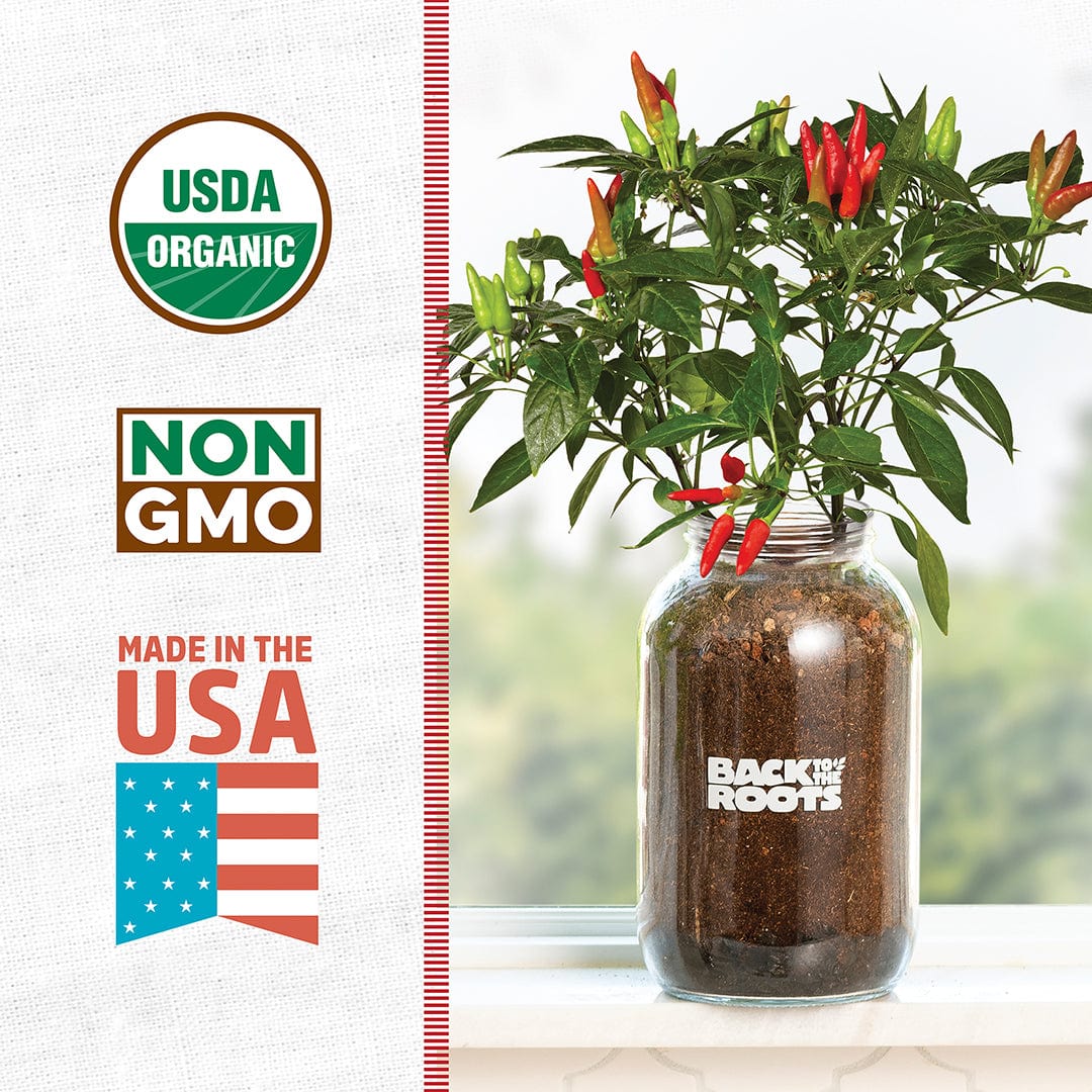 Organic Chili Pepper Windowsill Planter (Complete Mason Jar Grow Kit) 🌶️ - Image 3