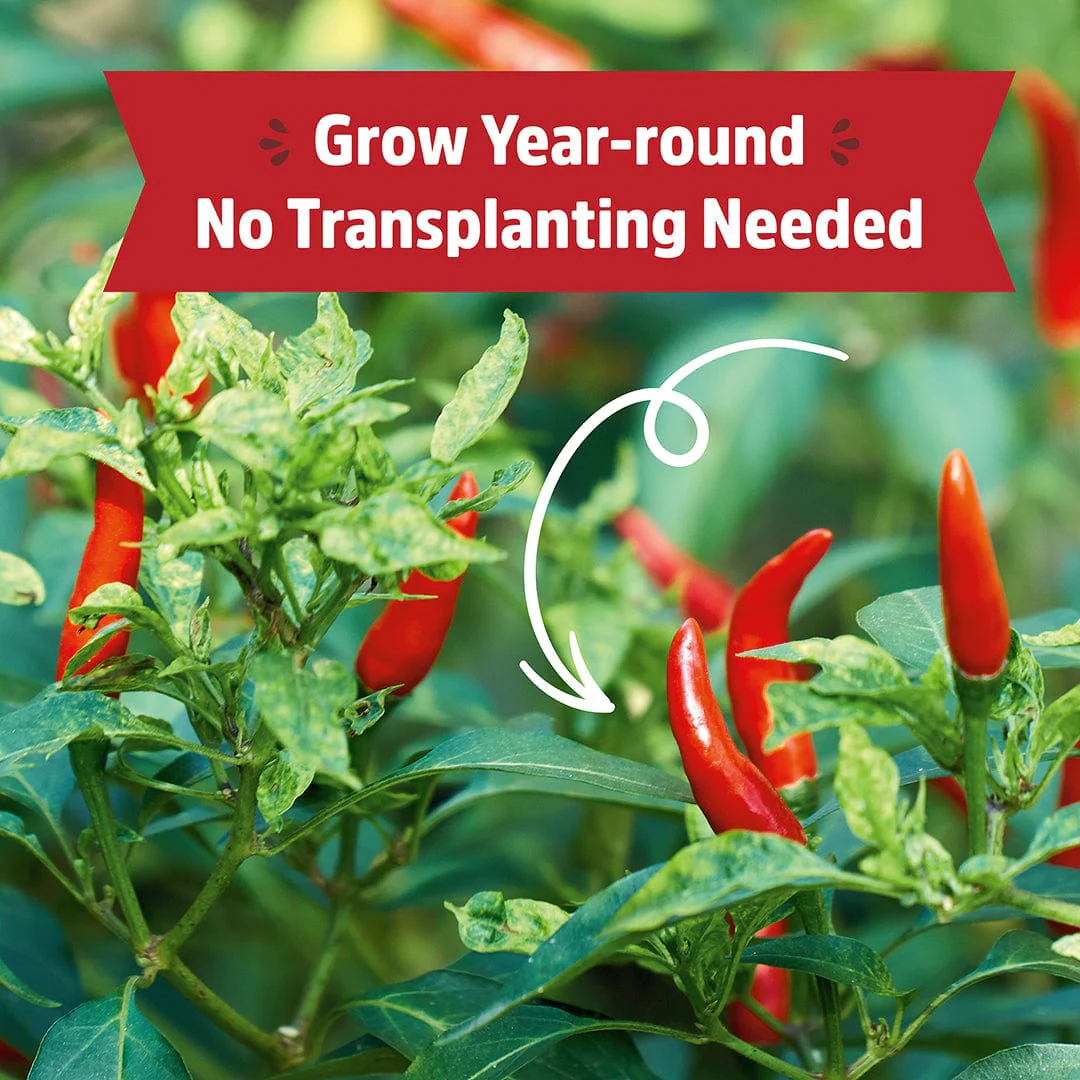 Organic Chili Pepper Windowsill Planter (Complete Mason Jar Grow Kit) 🌶️ - Image 5