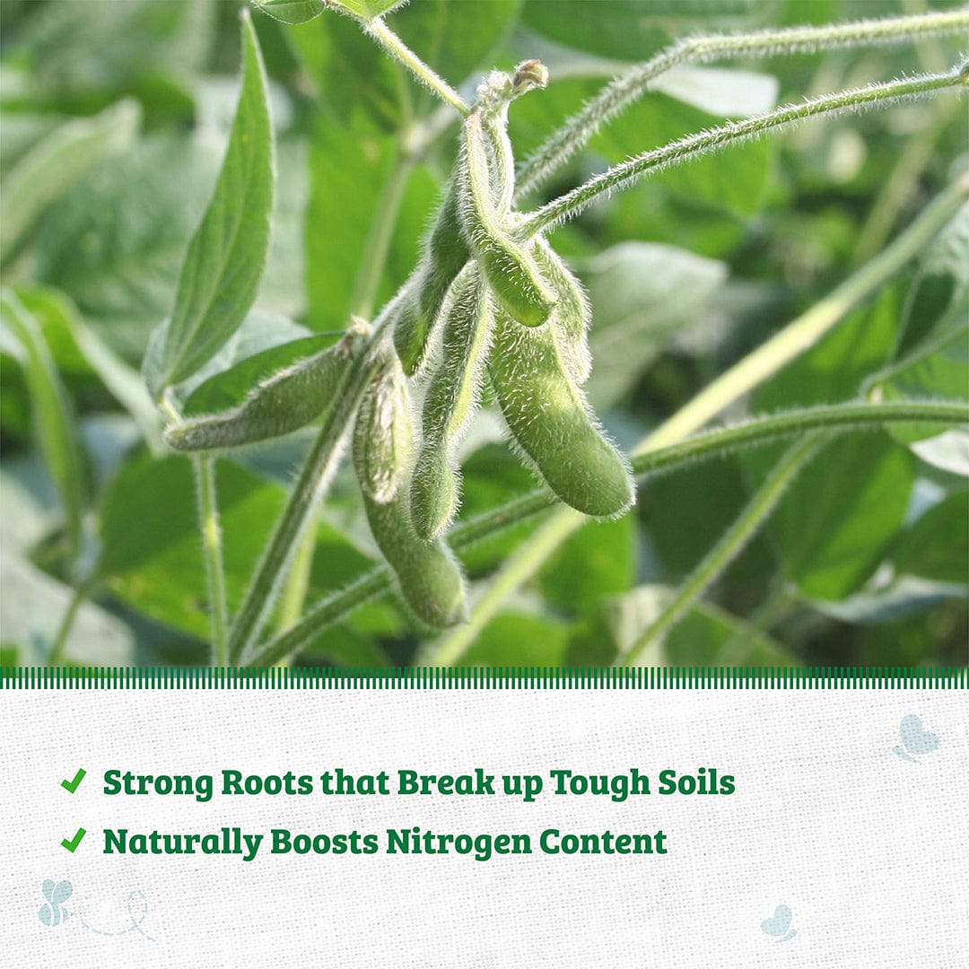 Organic Soybean Cover Crop Seeds - Image 4