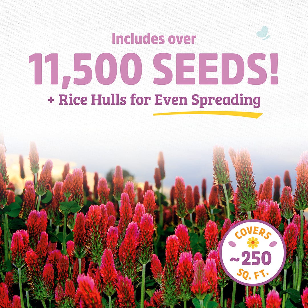 Organic Crimson Clover Cover Crop Seeds - Image 3
