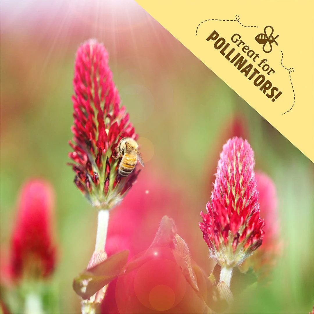 Organic Crimson Clover Cover Crop Seeds - Image 6