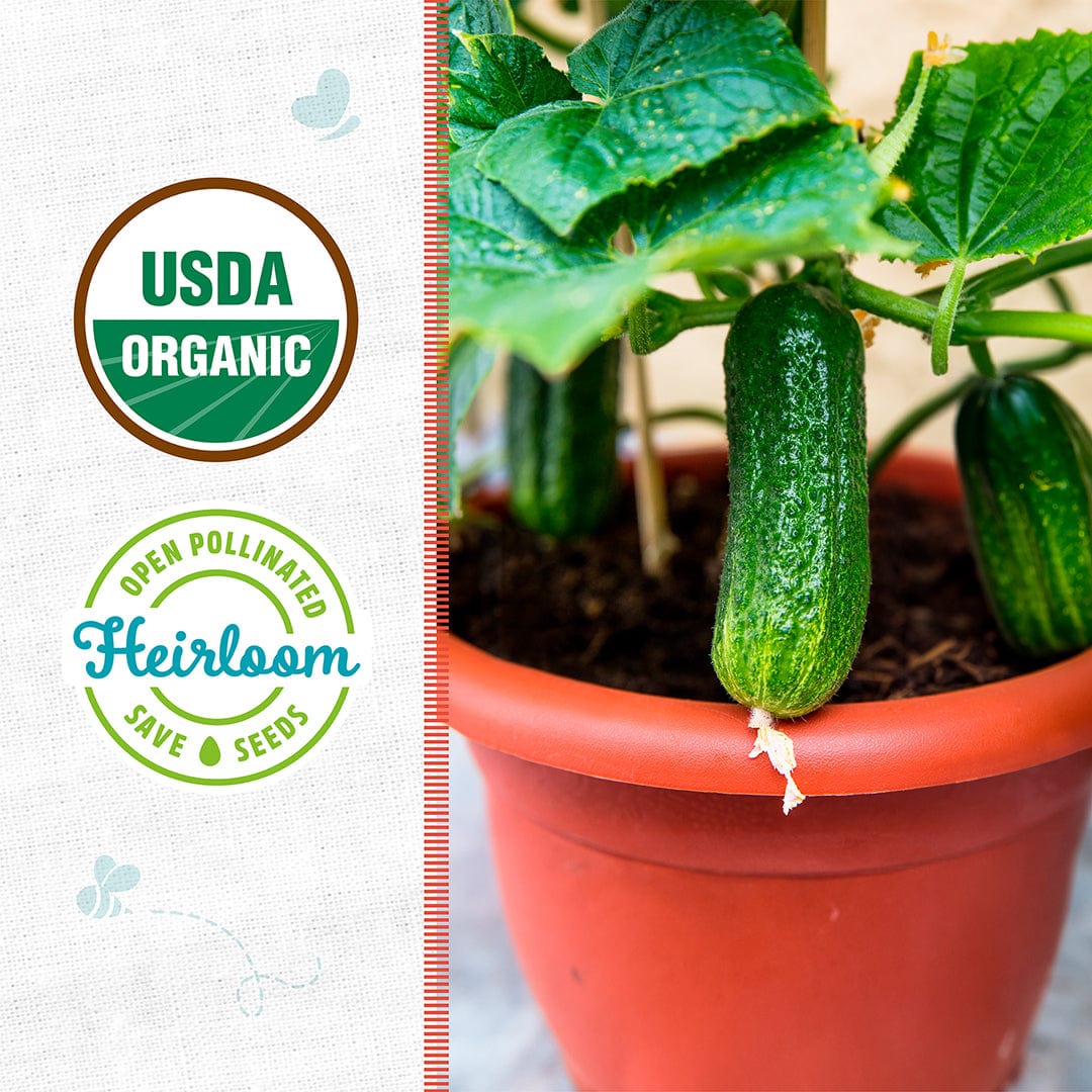 Organic Cucumber Seeds — 'Slicing • Spacemaster' - Image 2